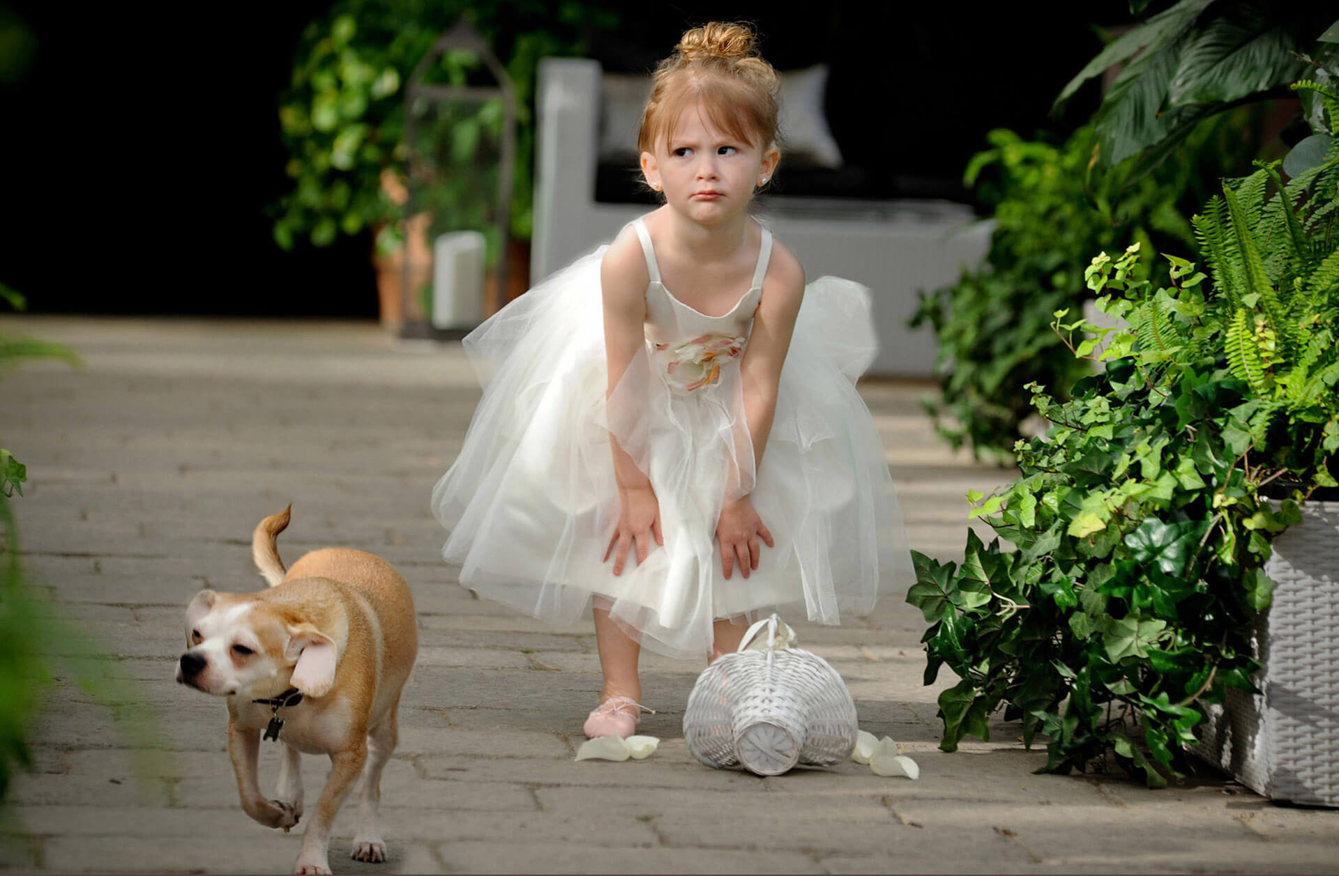 As a photojournalist, I always focus on the emotions of the wedding day, like the flowergirl getting upset after her flowers spilled when a dog distracted her during a wedding in Planterra in West Bloomfield, Michigan. Voted a favorite Michigan wedding photojournalist for capturing candid moments like this is what I do best.