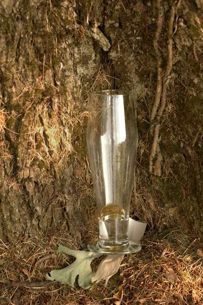 An empty beer glass sits at the base of an oak tree during a backyard wedding in ann Arbor, Michigan.